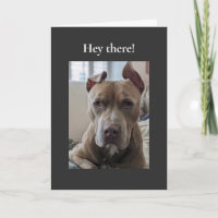 Pit Bull Salut