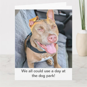 Carte Pit Bull souriant, prenez ça cool