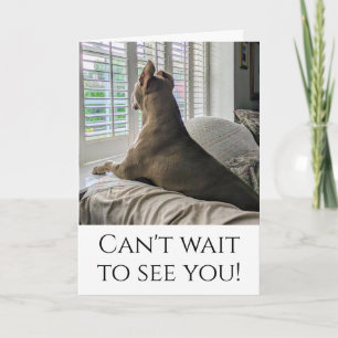Carte Pit Bull va te voir