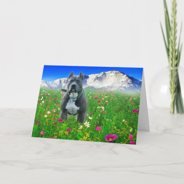 Carte Pitbull Terrier américain bleu, crête de brochets (Devant)