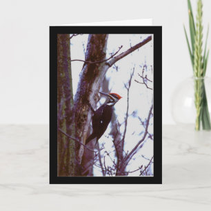 Carte Pivert de Pileated