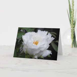 Carte Pivoine blanche avec du jaune au cœur Photo floral
