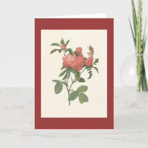 Carte PJ Redoute - Rosa centifolia prolifoliacea