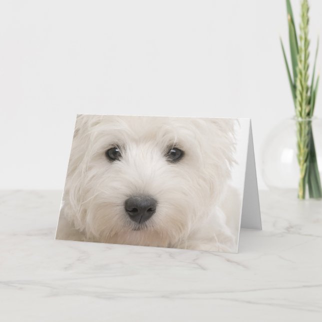 Carte Plan rapproché de Westie (Devant)