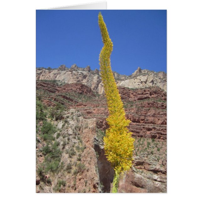 Carte Plante Century (Devant)