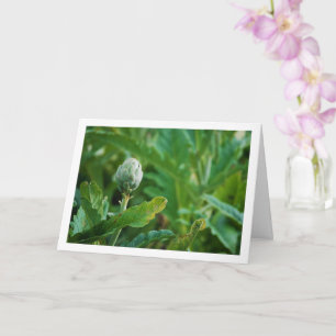 Carte Plante de chardon du Globe Artichoke