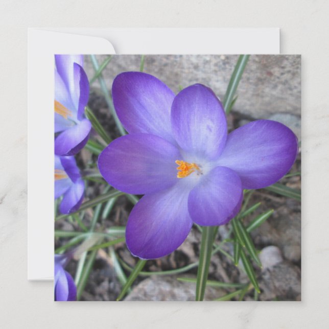 Carte Plante de jardin Crocus en fleurs (Devant)