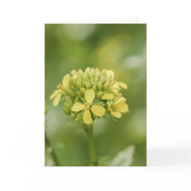 Plante de moutarde