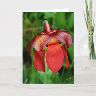 Carte Plante de Pitcher : Fleur rouge contre Arrière - p