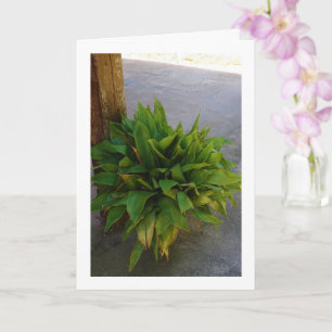 Carte Plante en fonte