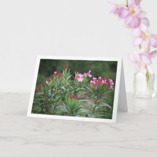 Carte Plante espagnol sauvage Nerium Oleander