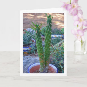 Carte Plante Eve's Pin Cactus