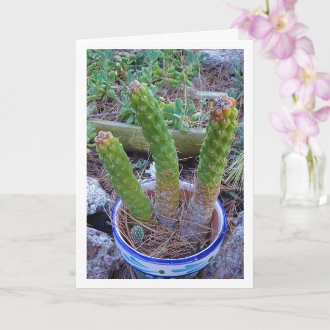 Carte Plante Eve's Pin Cactus (Orchidée)