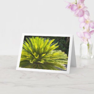 Carte Plante Sago Palm