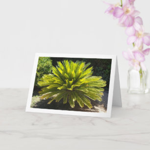 Carte Plante Sago Palm