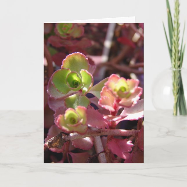 Carte Plante Succulent pourpre et vert (Devant)