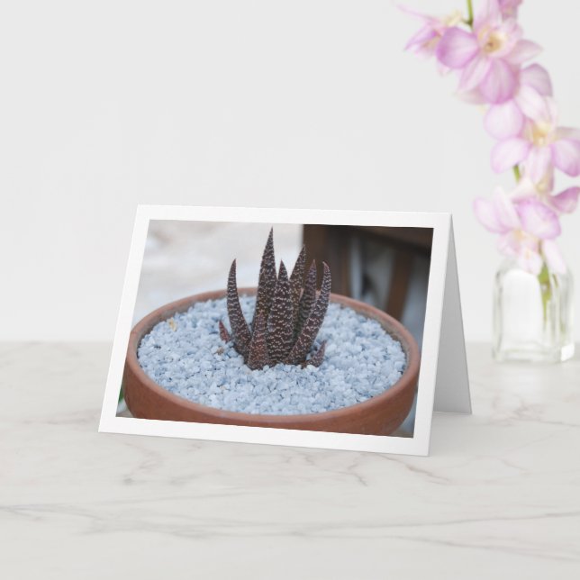 Carte Plante succulente Aloe Twilight Zone (Orchidée)