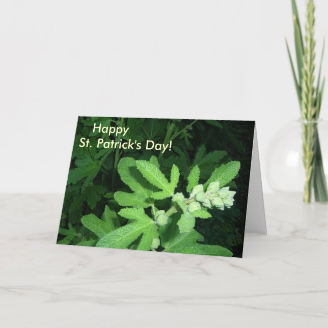 Carte Plante vert de la Saint-Patrick (Devant)