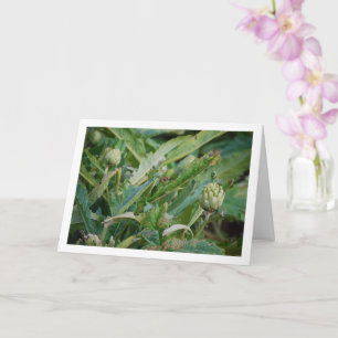 Carte Plantes de Chardon Artichaut Globe