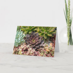 Carte plantes succulents colorés