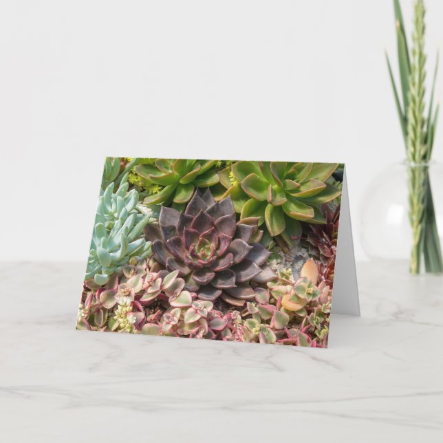 Carte plantes succulents d'anniversaire (Devant)