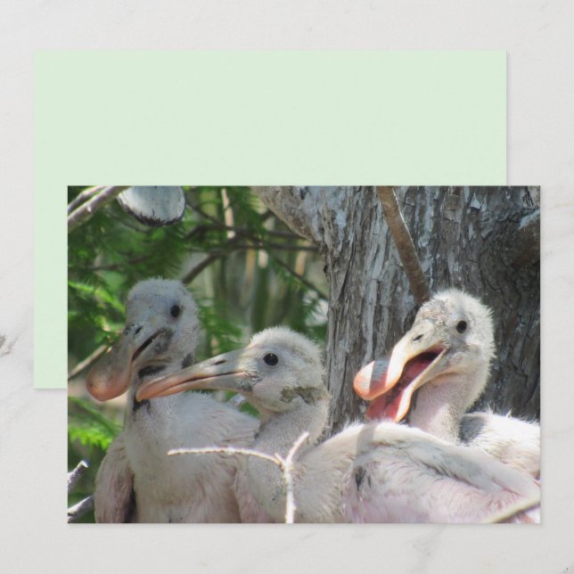 Carte Plate-forme Chicks de spatule (Devant / Derrière)