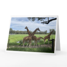 Carte pliante - Carte d'amour Giraffe