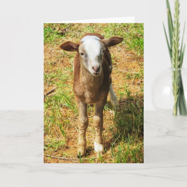 Carte pliée 5 po x 7 po|| Lambie scout (Devant)
