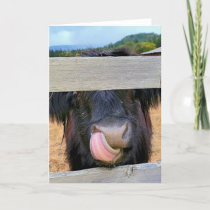 Carte pliée 5 po x 7 po Scottish Highland Cow