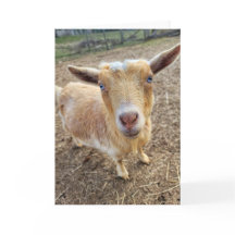 Carte pliée 5 pouces x 7 pouces || Ginger