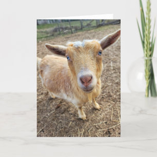 Carte pliée 5 pouces x 7 pouces    Ginger