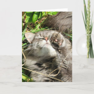 Carte pliée 5 pouces x 7 pouces    Nap en chat de 
