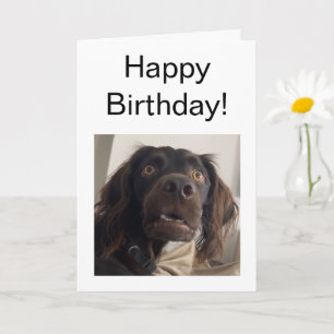 Carte pliée - Mème de chien confus