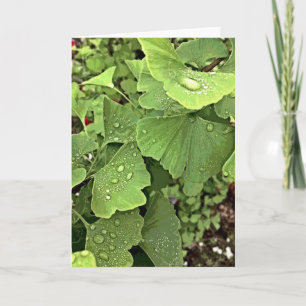 Carte Pluie sur le Gingko