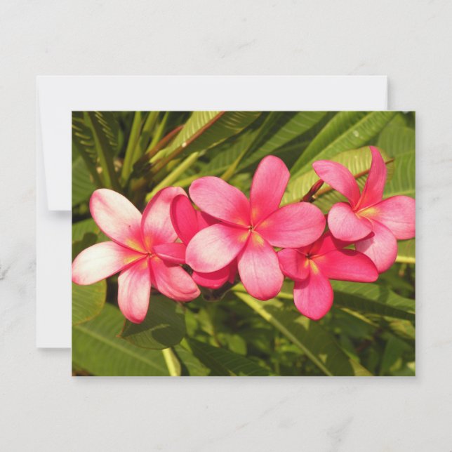 Carte Plumeria (Devant)