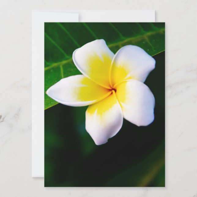 Carte Plumeria (Devant)