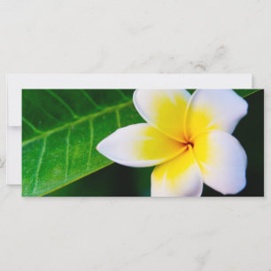 Carte plumérie