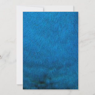 Carte Plumes de paon bleu