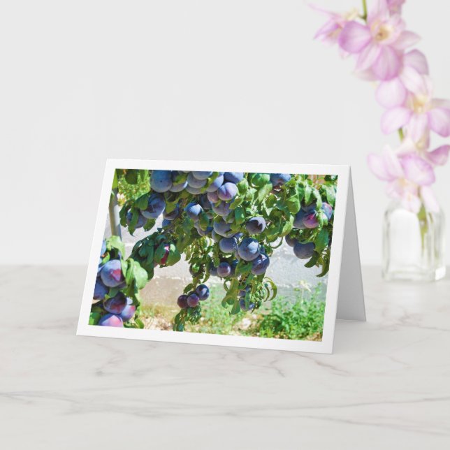 Carte Plums pourpres accrochés à l'arbre (Orchidée)
