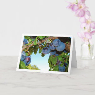 Carte Plums pourpres, Blue Sky Portrait