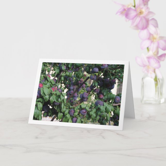 Carte Plums pourpres sur arbre (Orchidée)