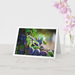 Carte Plums pourpres sur arbre