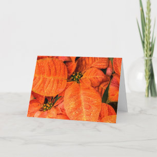 Carte poinsettia orange