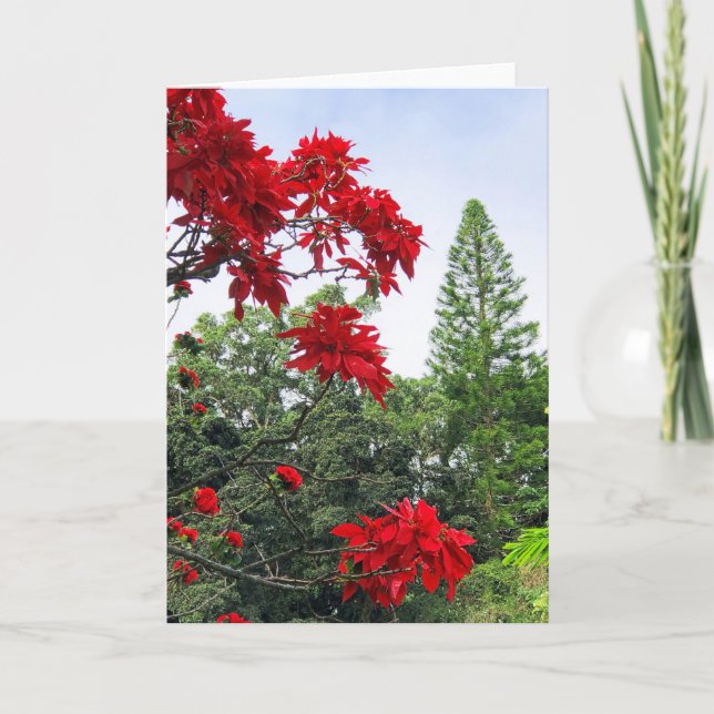 Carte Poinsettias hawaïens (Devant)