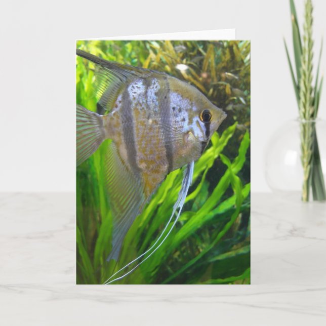 Carte Poisson Angel (Devant)