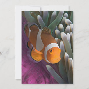 Carte Poisson clown occidental