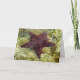 Carte Poisson étoilée sous-marine aux Bahamas