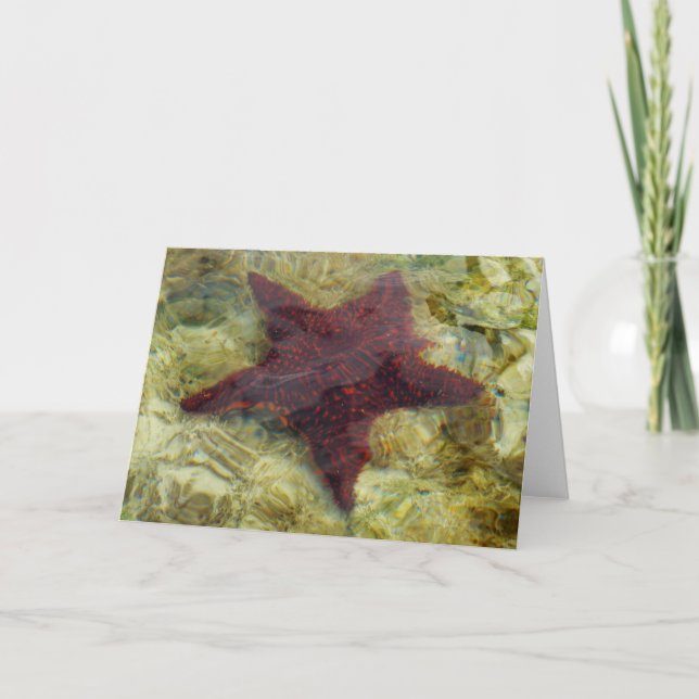 Carte Poisson étoilée sous-marine aux Bahamas (Devant)
