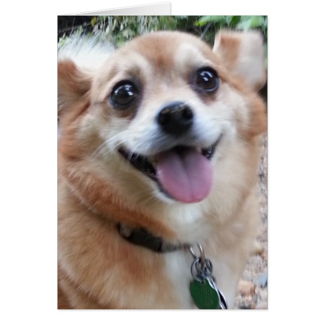 Carte Pomchi (Devant)
