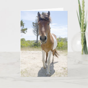 Carte Poney sauvage d'Assateague